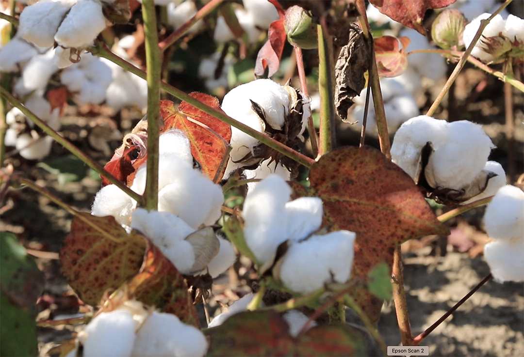 Cotton bolls begin to open.