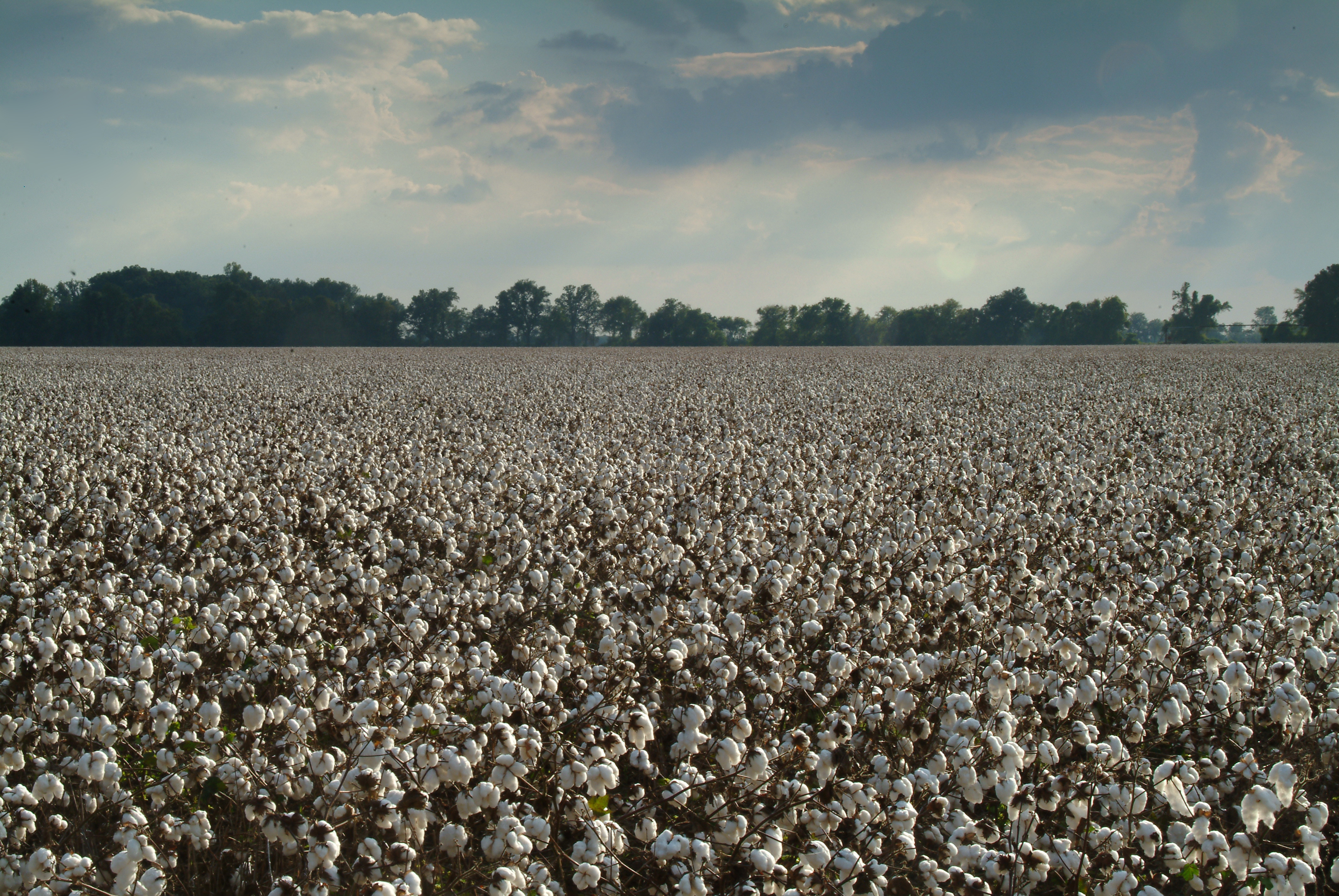 The cotton is ready to pick.