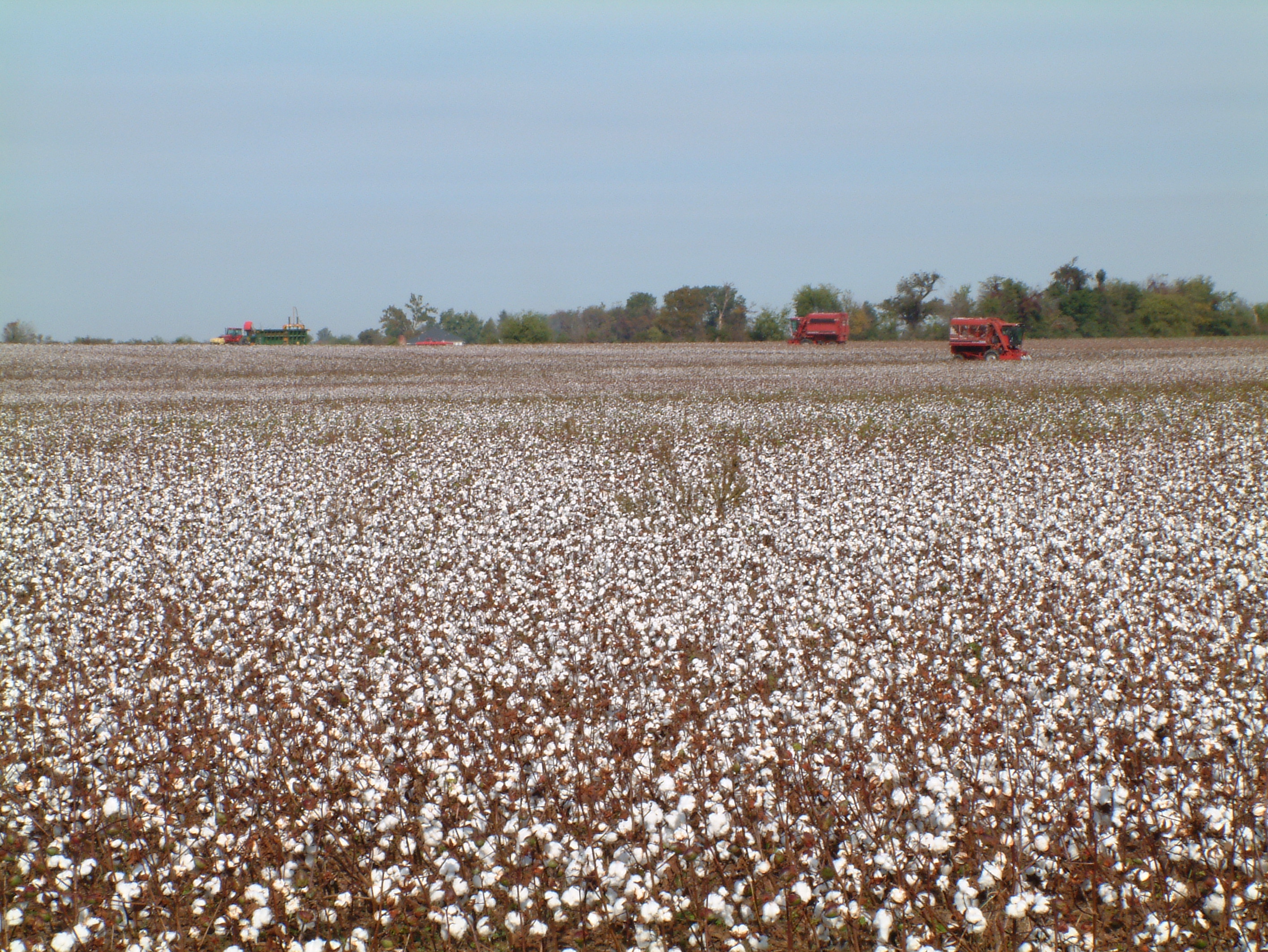 Cotton pickers traverse each field multiple rows at a time.