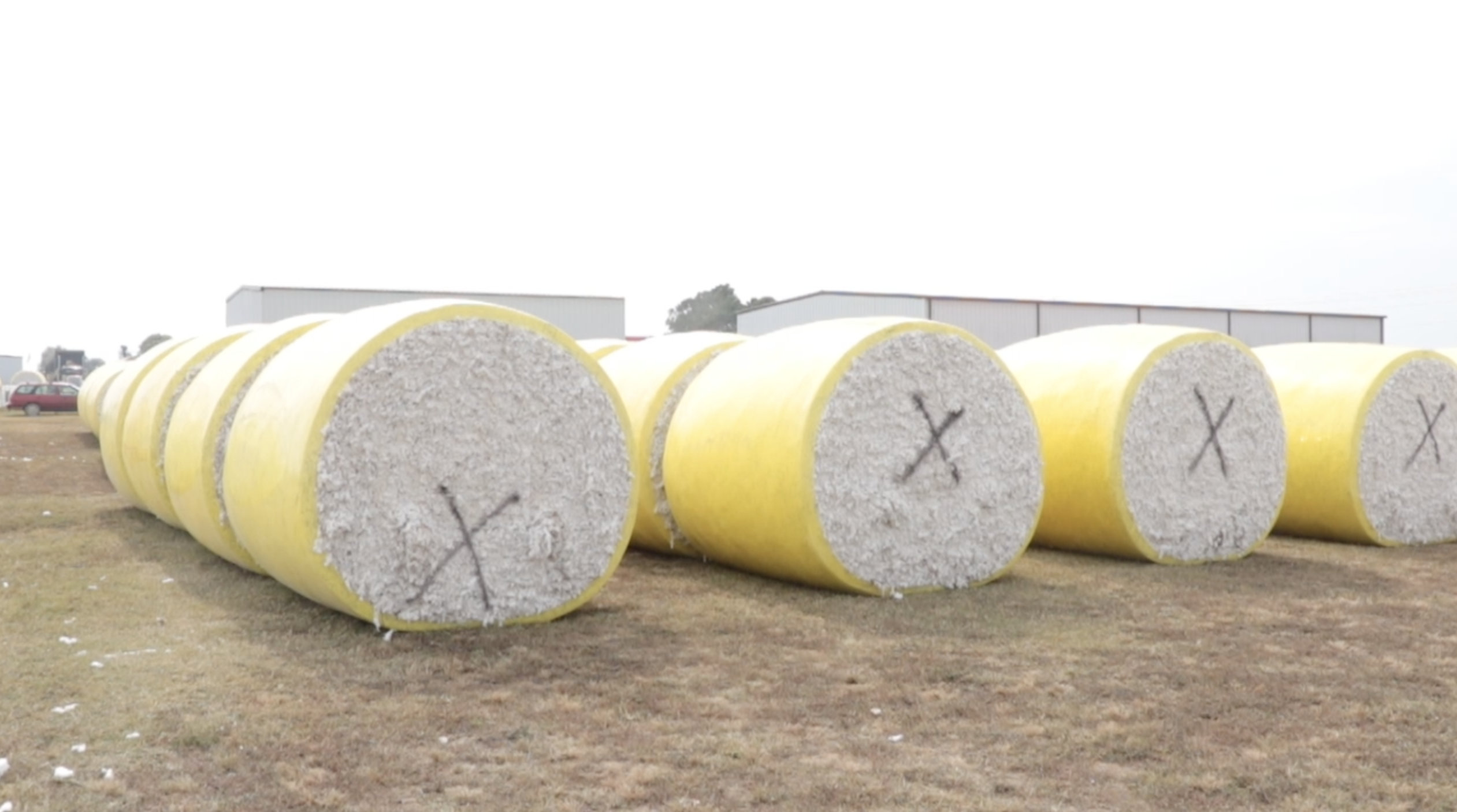 The bales will remain on the lot until ginning.
