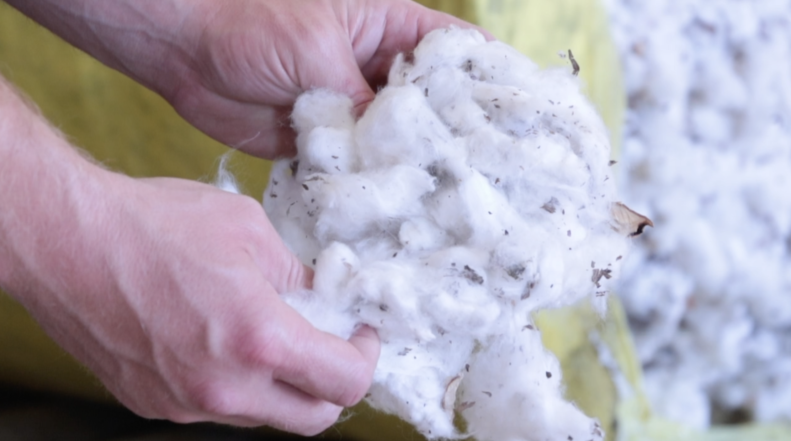 The raw cotton contains dirt leaves and seeds that will be removed during the ginning process.