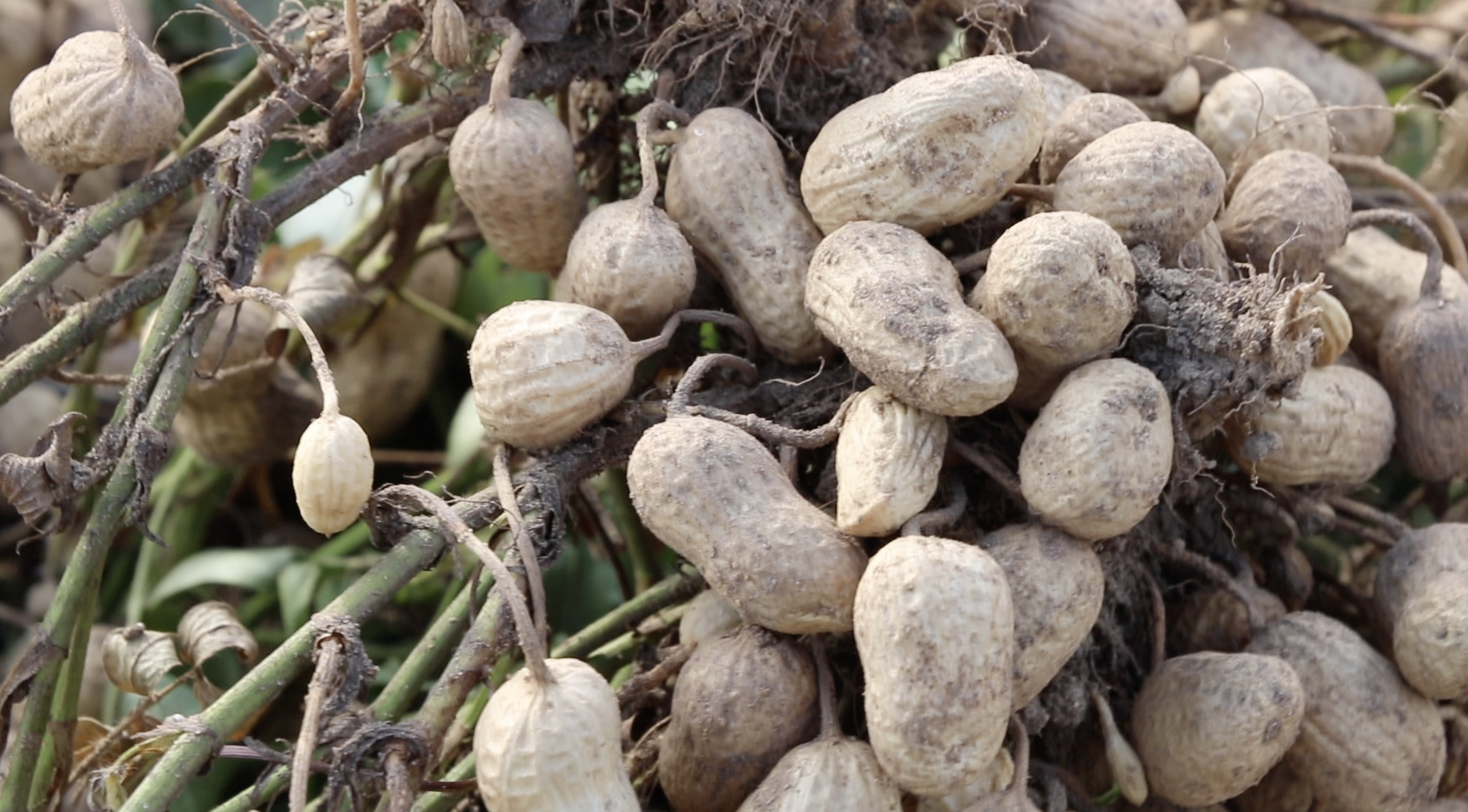 Dunklin County produces 10,000 acres of peanuts, making it the largest peanut producer in the state.