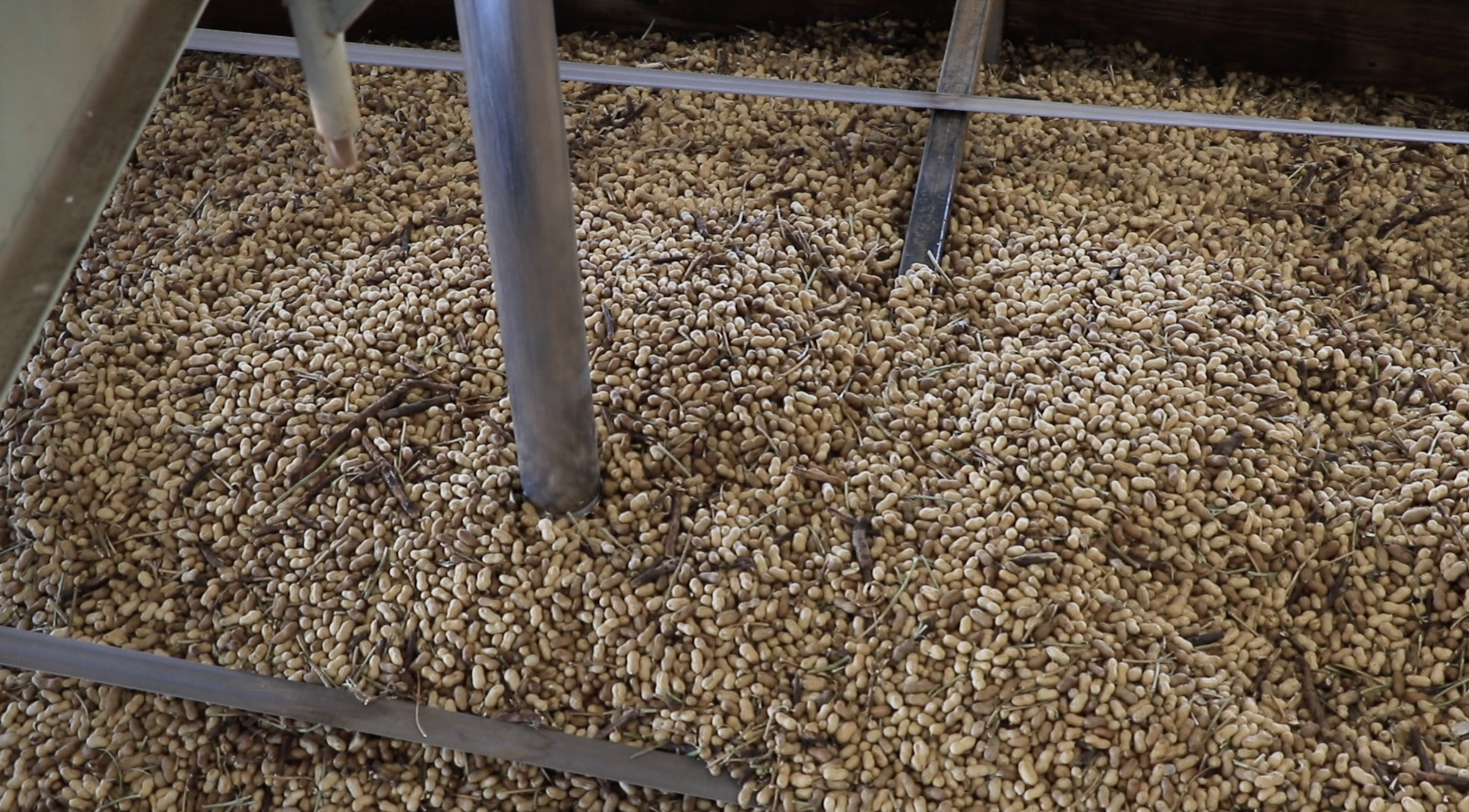 Bore samples are taken from a load of peanuts that have been moved from the warehous.