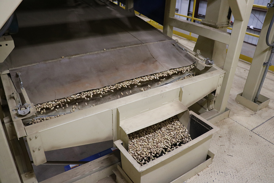 Peanuts run through seveal different systems to remove debris.