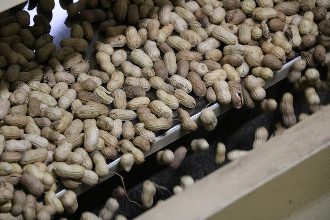 Peanuts are sorted as they run through the shelling facility.