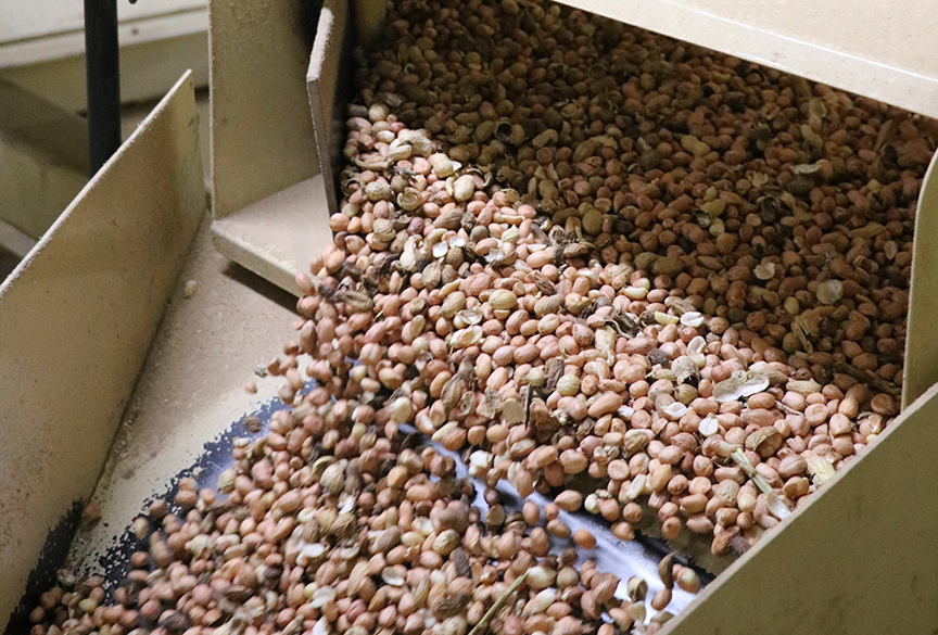Shelled peanuts move to the picking table where they will be examined before bagging.