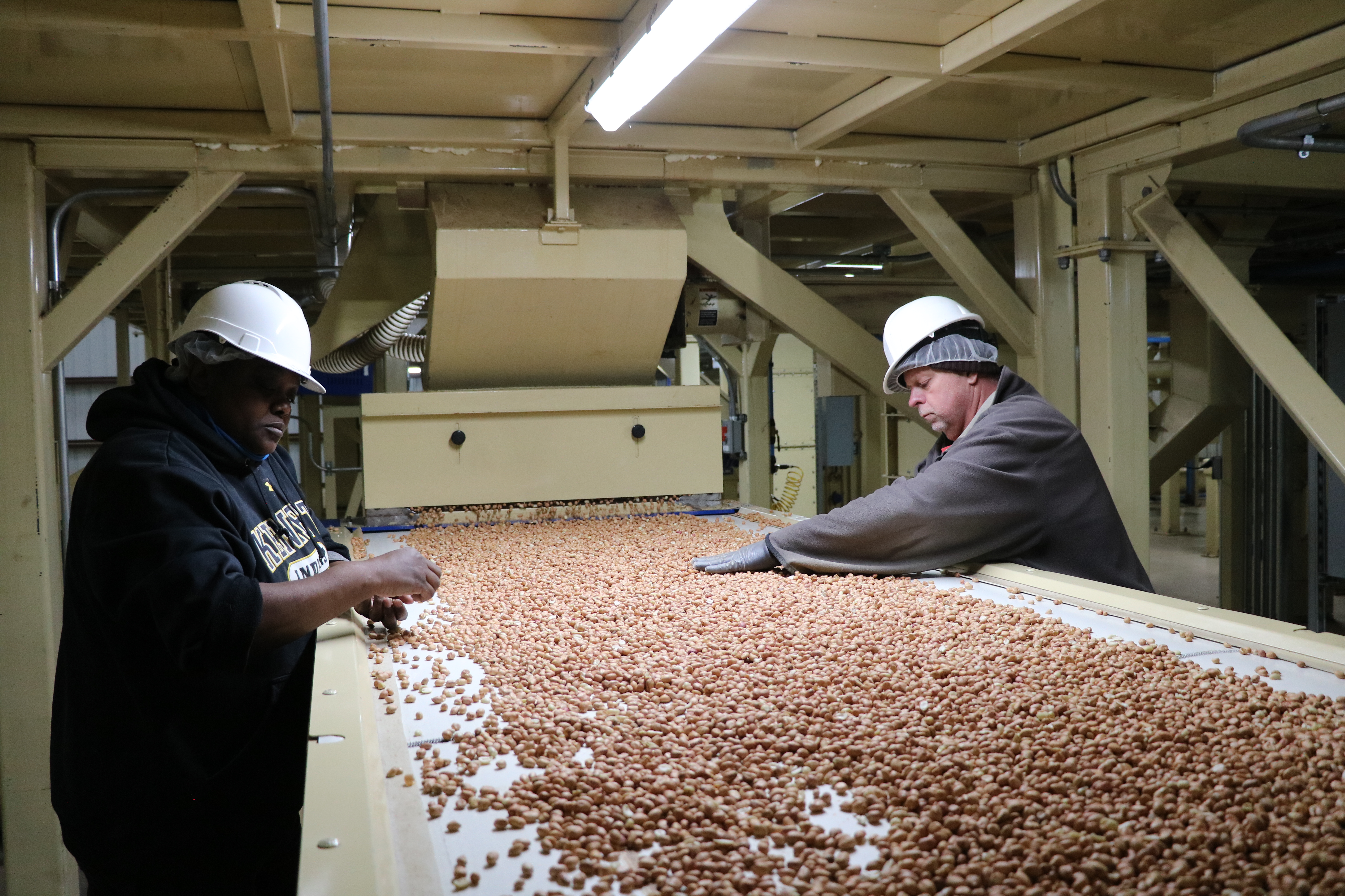 Workers look for damaged peanuts before they move into the bagging facility.