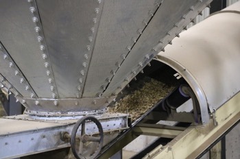 A conveyor moves the peanuts from the warehouse to the plant.