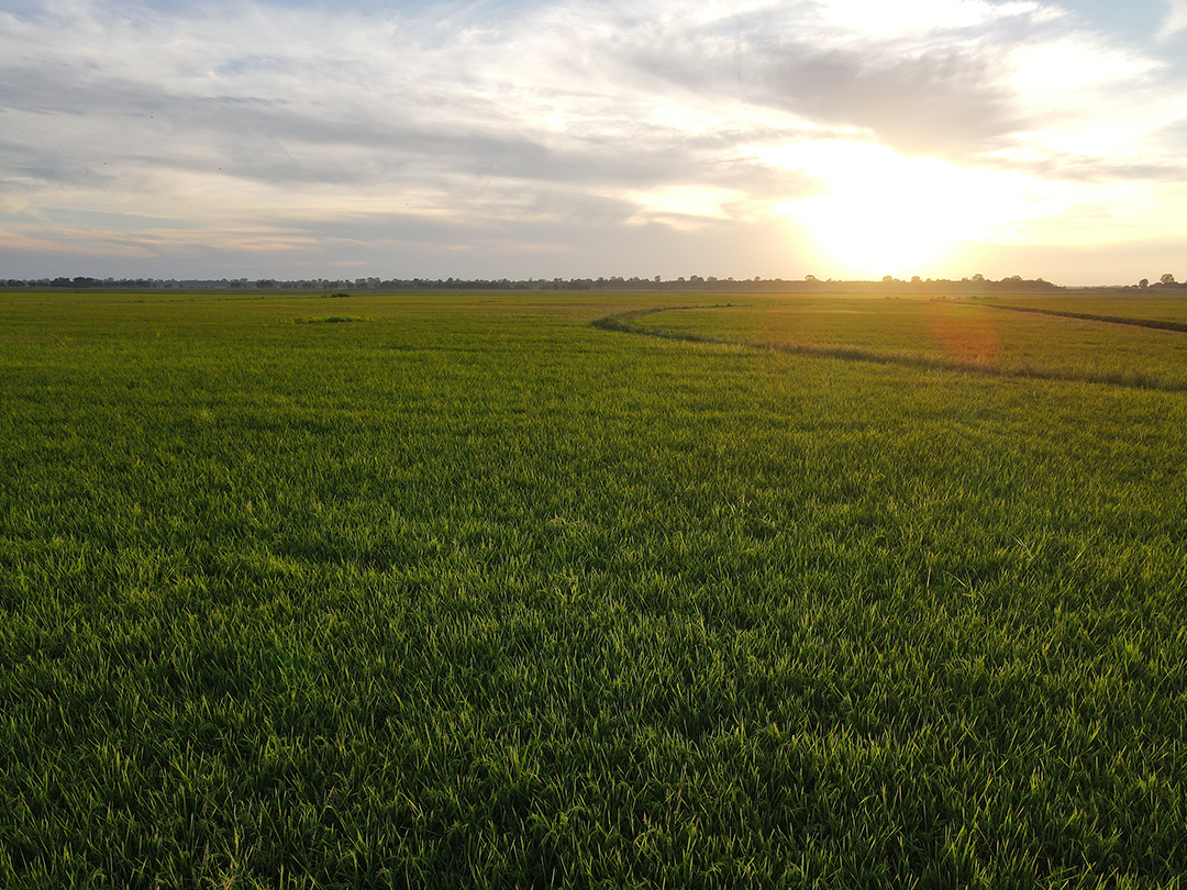 The sun sets over a field of irrigated rice.