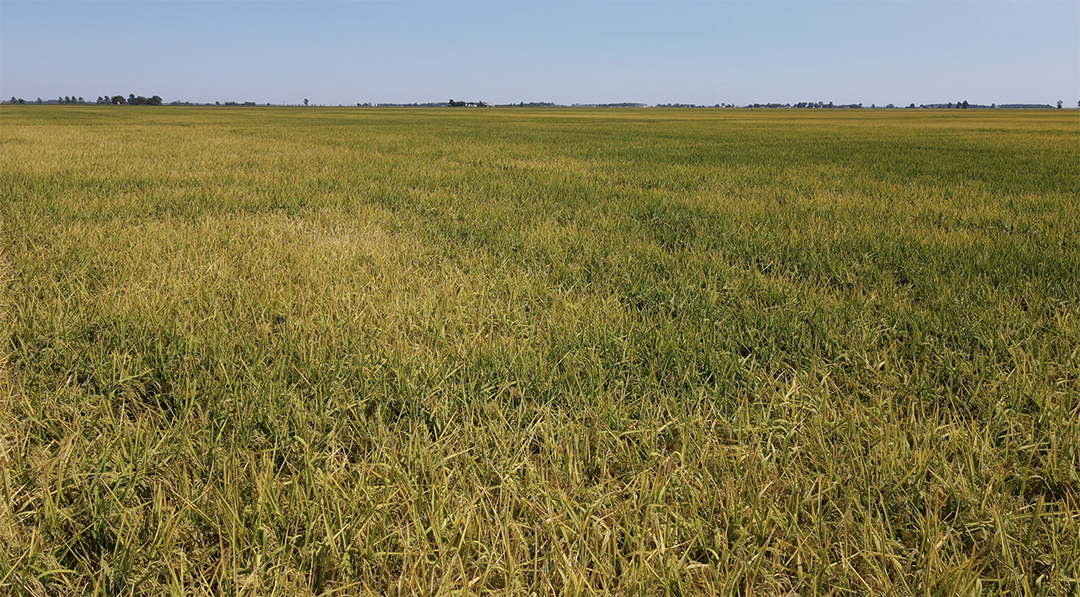 The rice crop will turn from green to yellow to brown before it is cut.