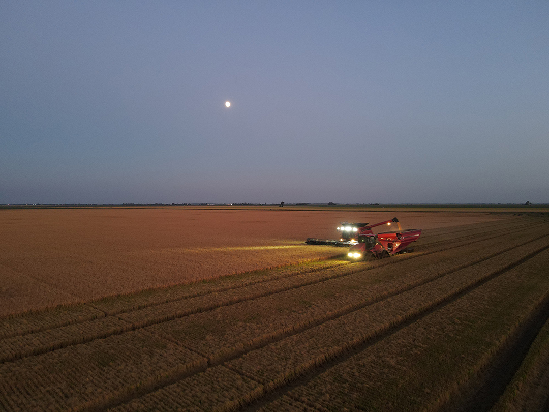 The harvest continues into the night to avoid the threat of bad weather later in the week.