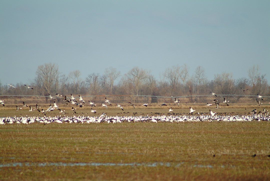 Canada geese are plentiful in Dunklin County fields during the winter months.