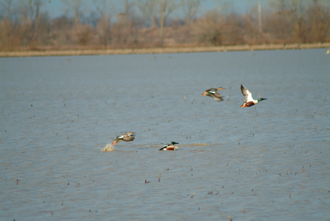 Besides flooded fields, waterfowl often can be found at Lake Jerry Paul Combs east of Kennett.