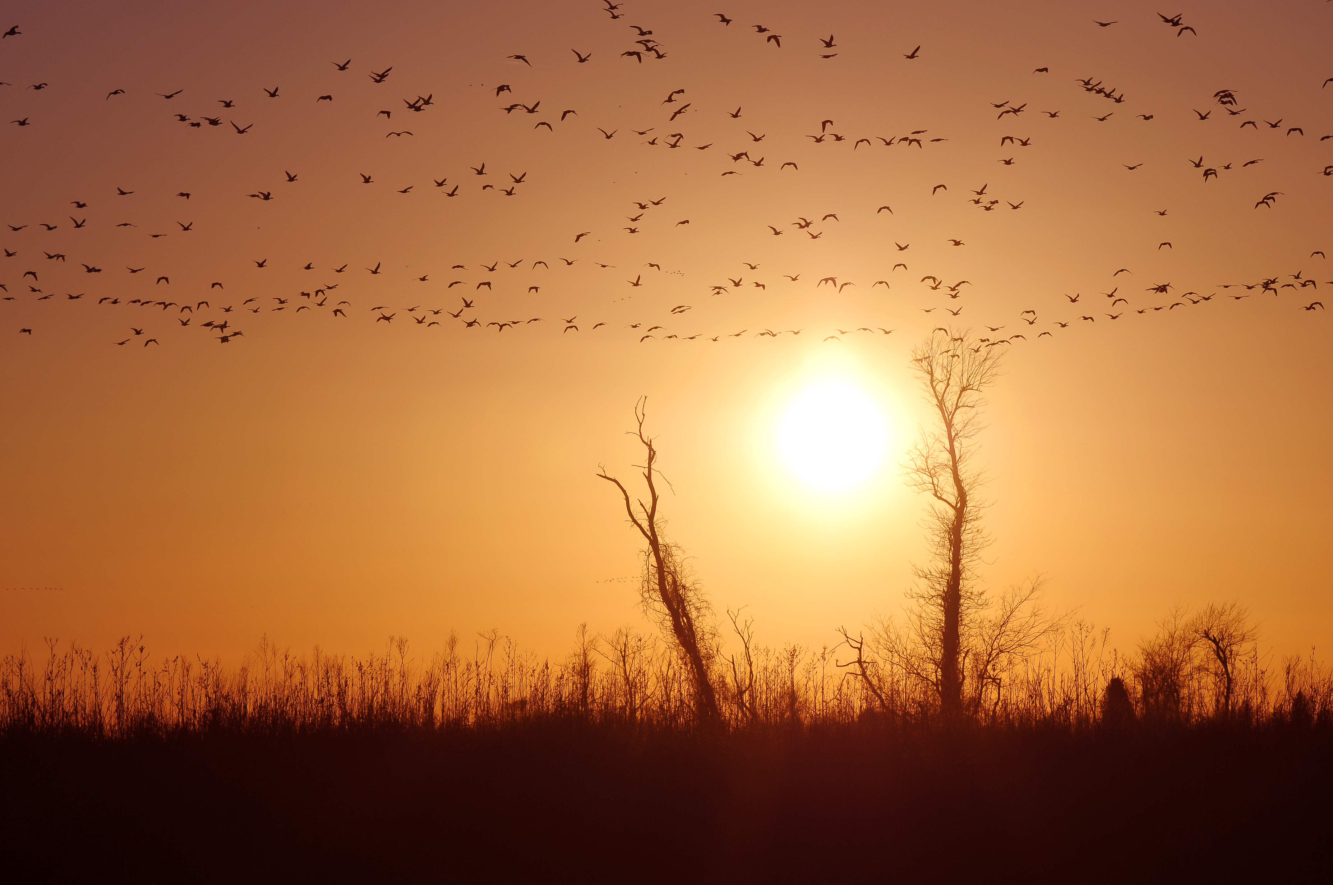 Ducks and geese are expecially active at sunrise and sunset during the winter months.