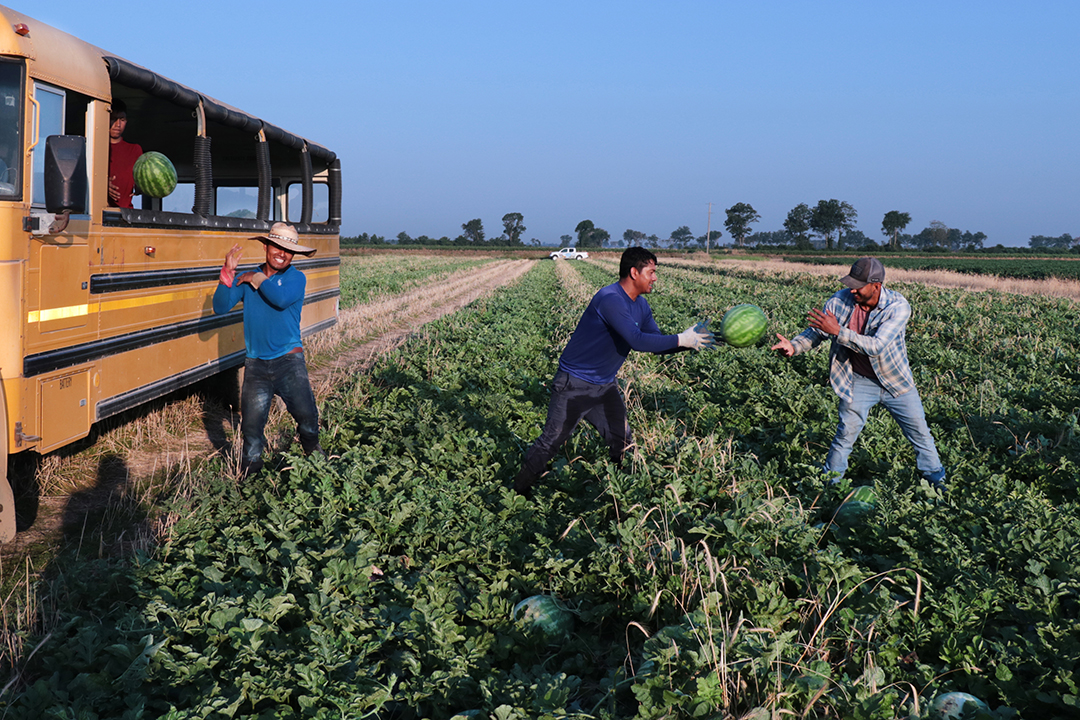 The grueling job of harvesting melons from the field involves tossing one melon at a time through a human conveyor system.