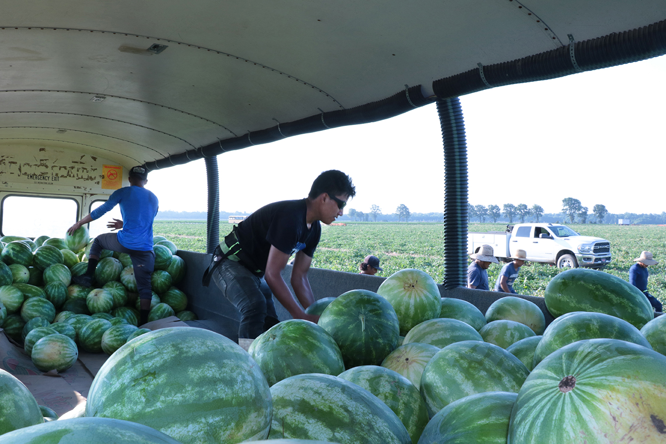 The melons are loaded onto old school buses that have been converted into haulers.