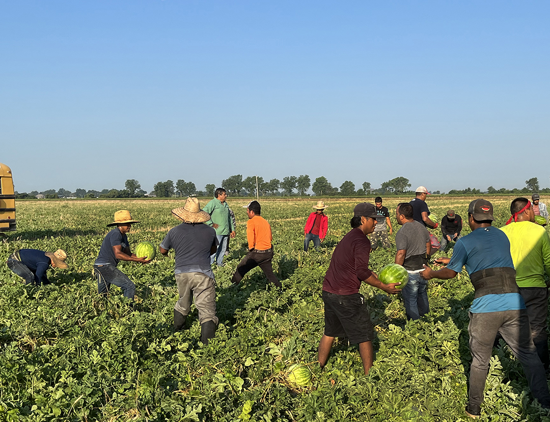 Most of the manual labor in the field is handled by migrant workers who are in the U.S. on temporary agricultural permits.