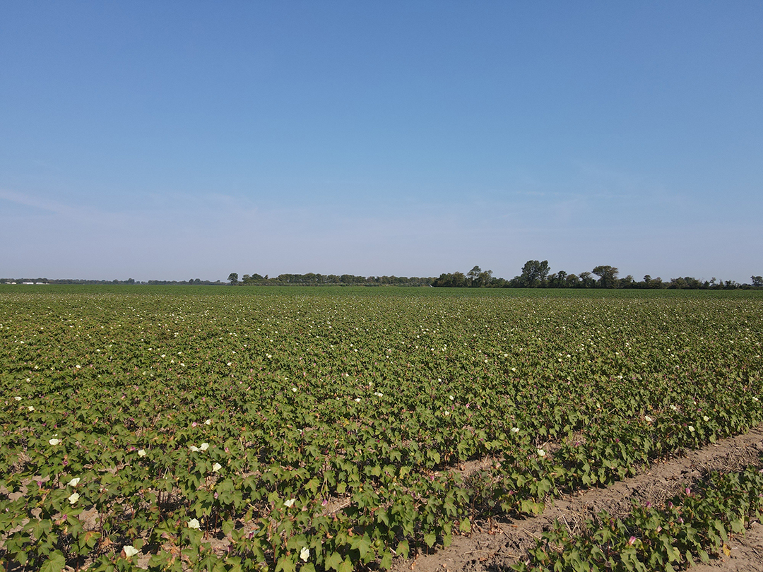 Cotton blossoms spring up from the plants prior to turning to bolls.