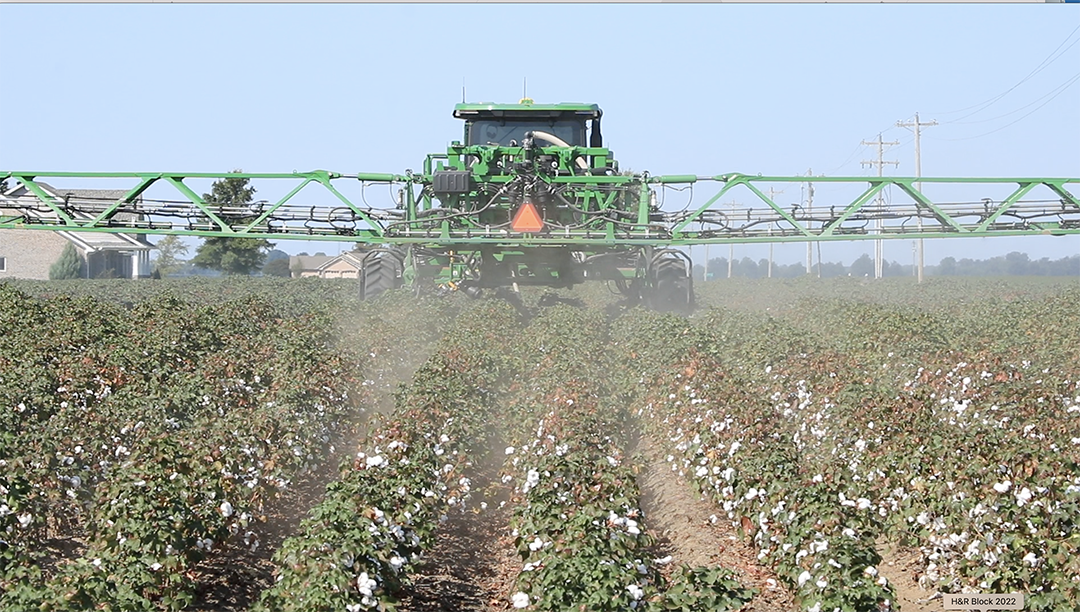 Once bolls are open, the fields are defoliated after which the plants will drop their leaves.