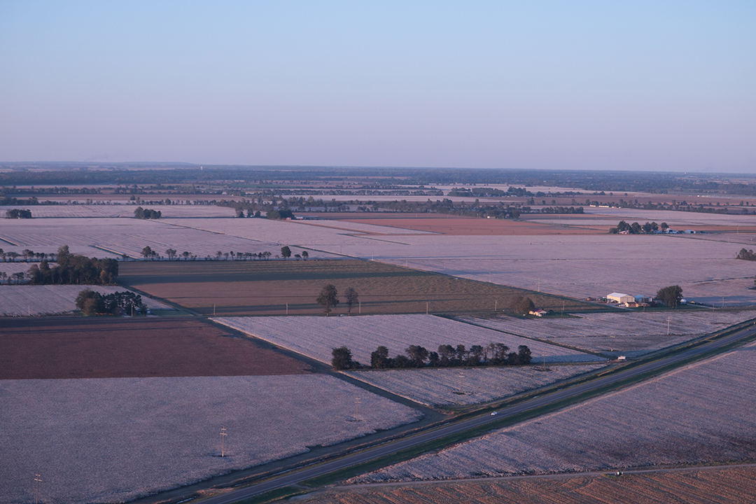 Cotton for miles around.