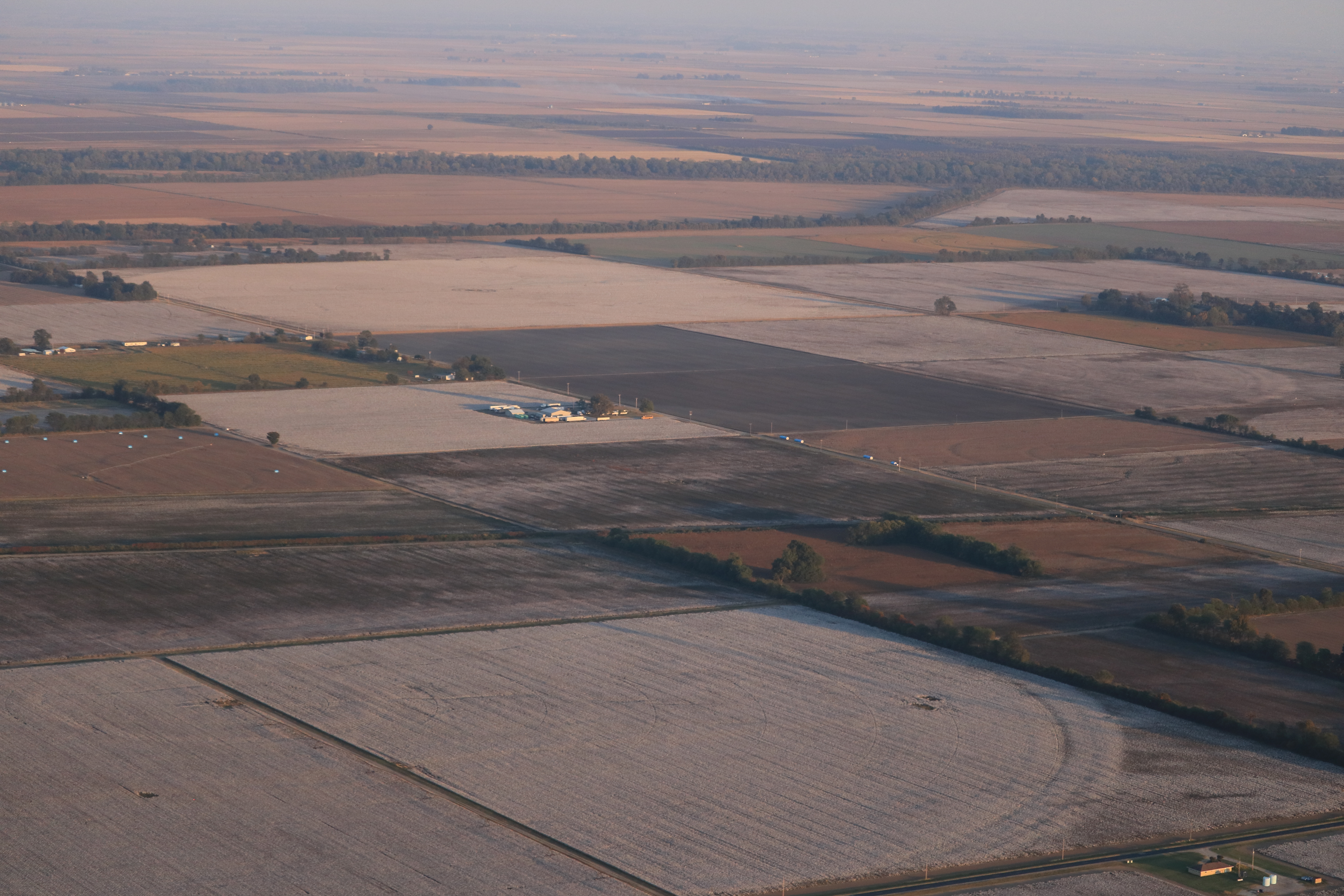Cotton for miles around.