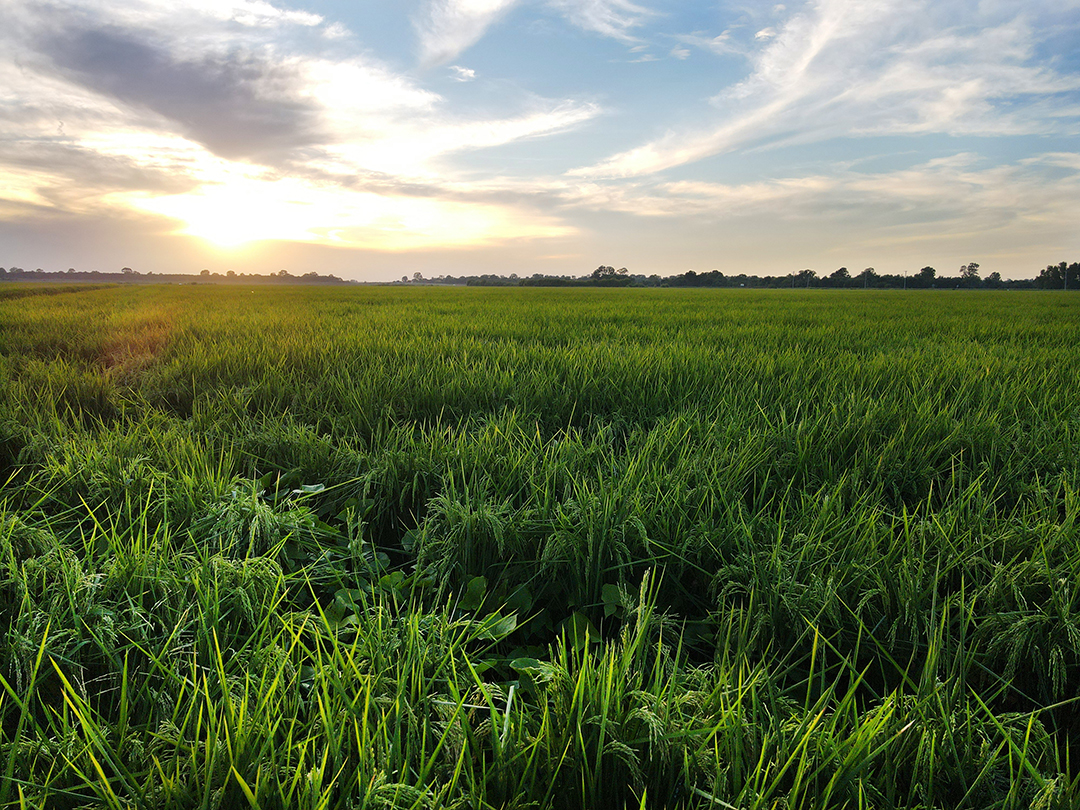 An irrigated rice field at sunset.