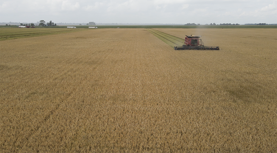 Combines are used to cut the rice.