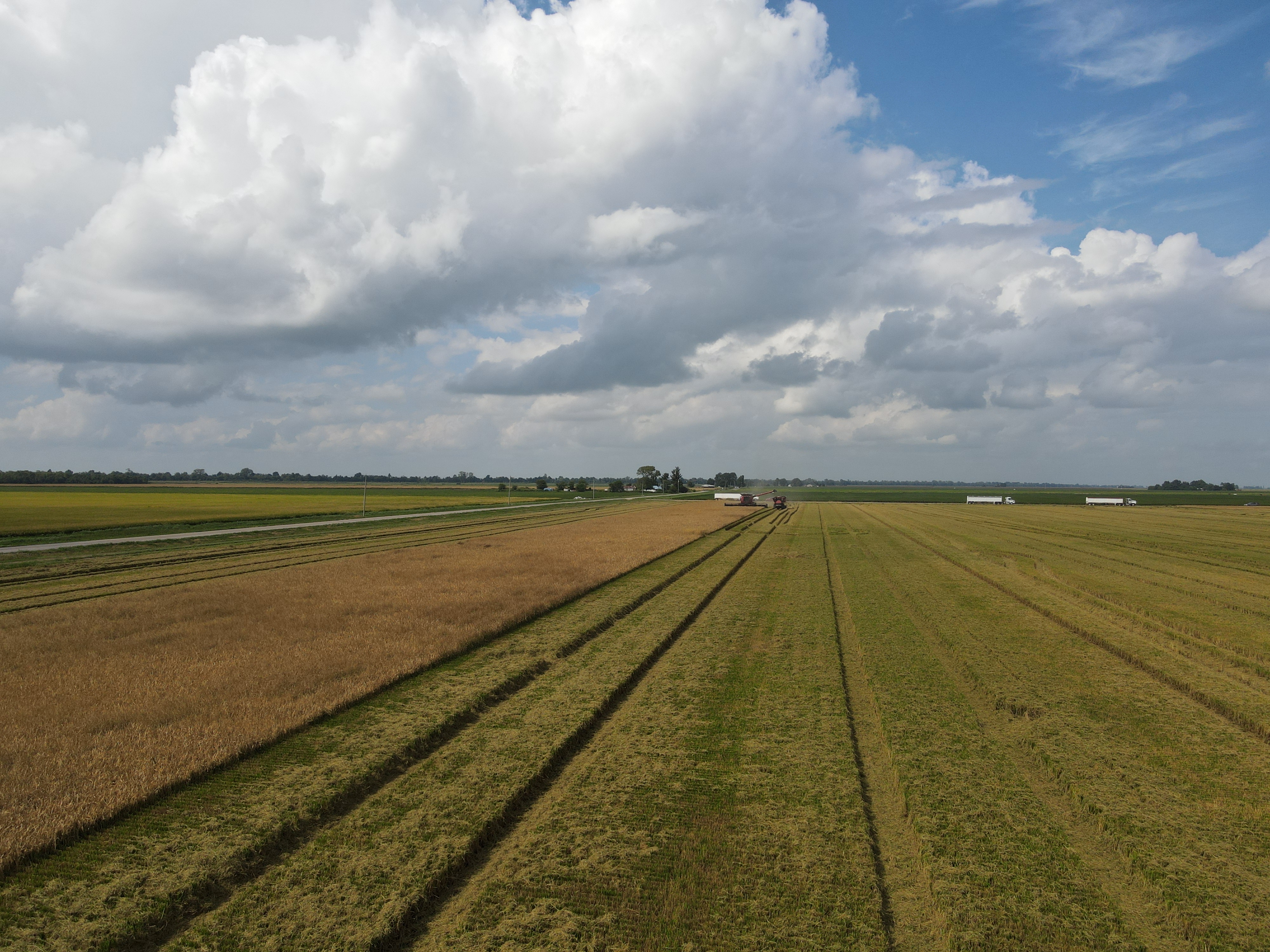 Many of the cut fields will be flooded in coming months to attract waterfowl for hunting during the winter months.